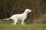 DOGUE ARGENTIN 119